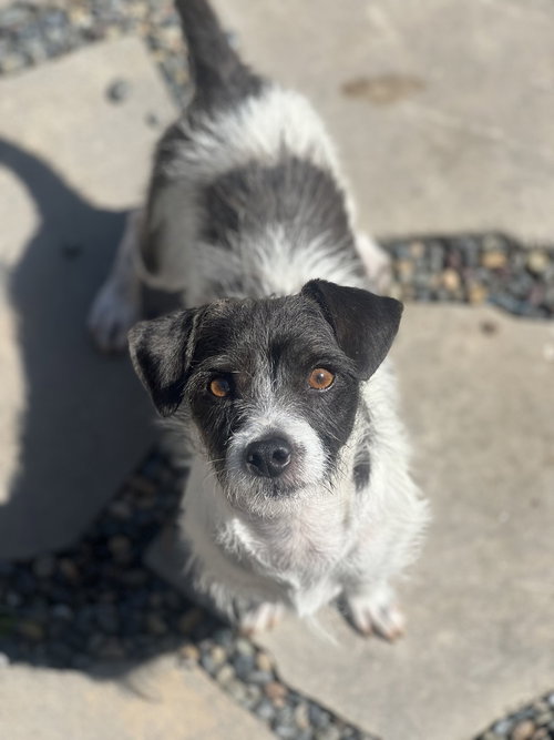 Marty, an adoptable Jack Russell Terrier in Dana Point, CA