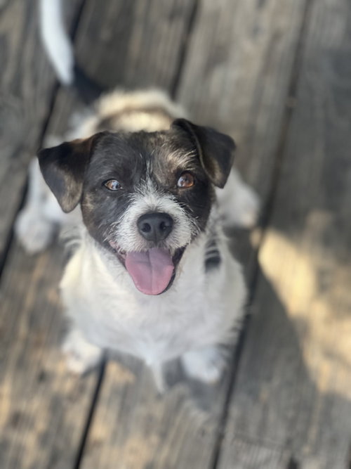Marty, an adoptable Jack Russell Terrier in Dana Point, CA