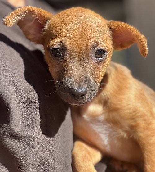 Hazel