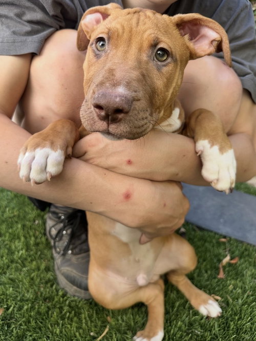 Luke, an adoptable Black Mouth Cur in Dana Point, CA