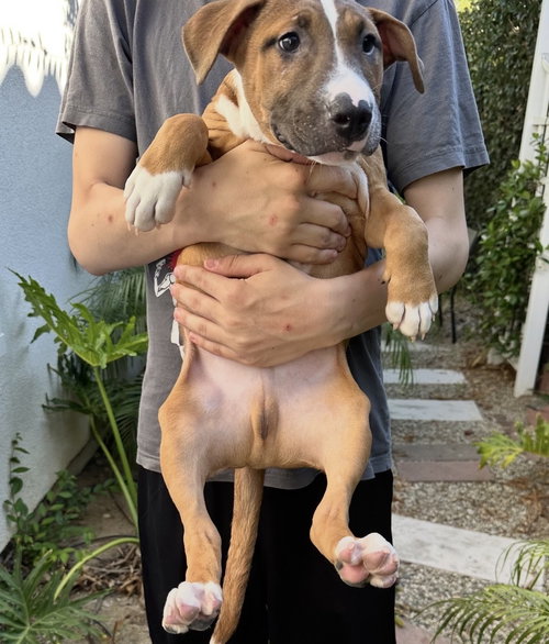 Han Solo, an adoptable Black Mouth Cur in Dana Point, CA