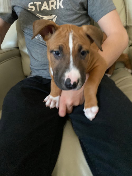 Obi Wan
