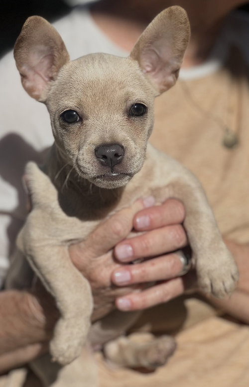 Pixie, an adoptable French Bulldog in Dana Point, CA