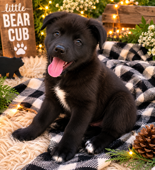 Bear