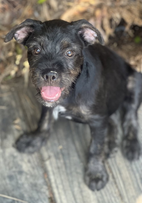 Barnaby, an adoptable Labrador Retriever in Dana Point, CA