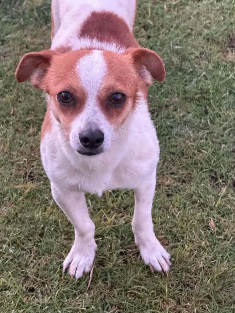 Chase - Jack Russell Terrier