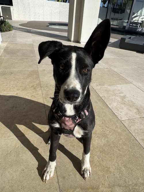 Roxy photo 2