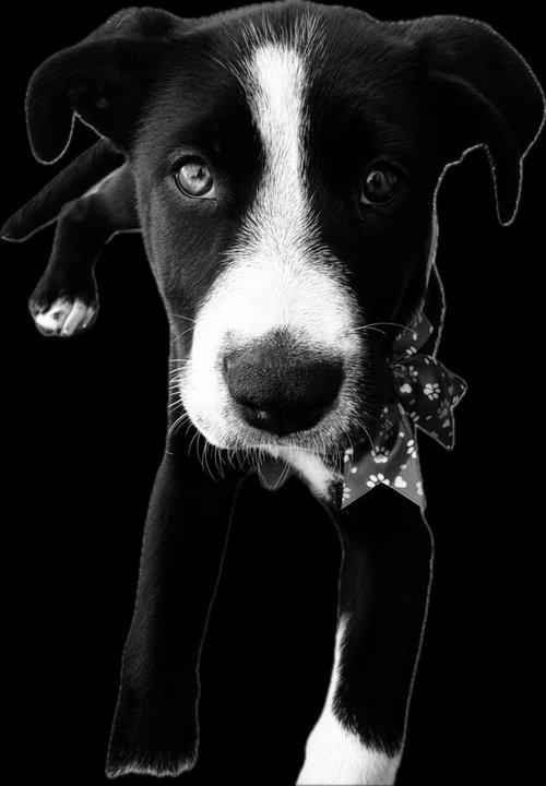 Roxy photo 3