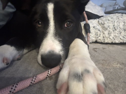 Roxy photo 4