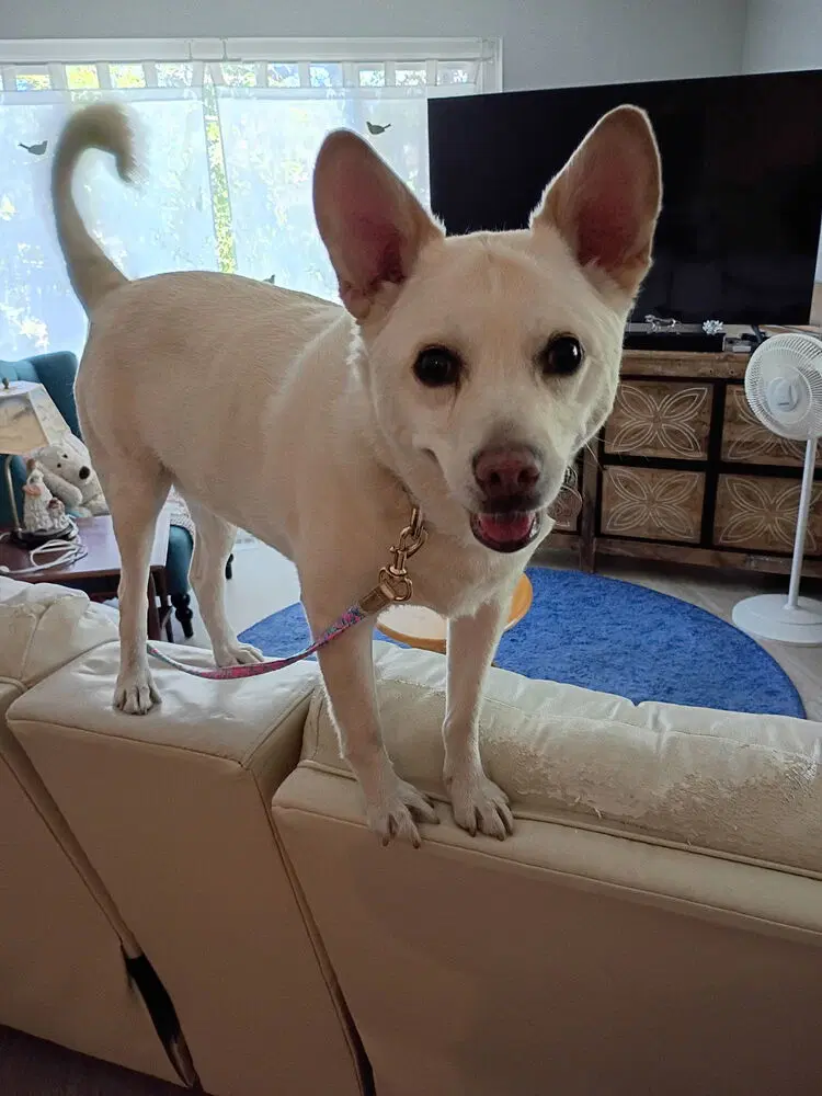 Ooyoo - Canaan Dog