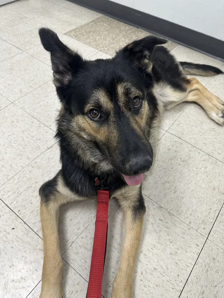 Rex - German Shepherd Dog