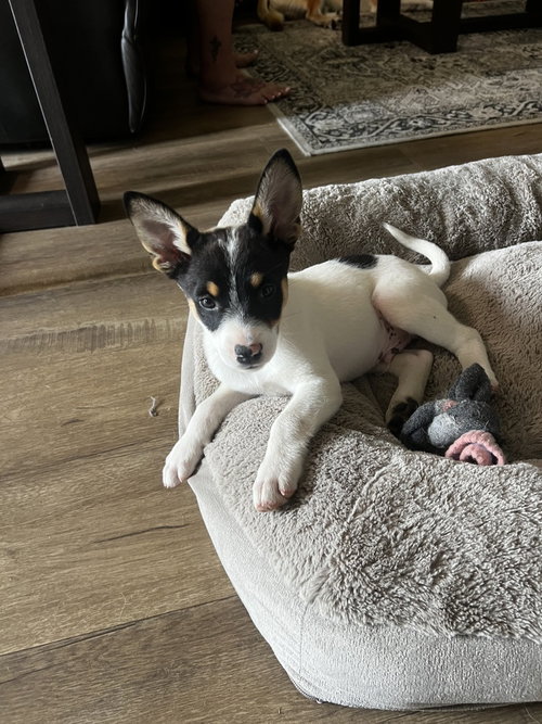 Kato, a dog for adoption from Love All Animals