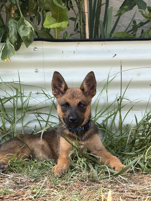 Kaia, a dog for adoption from Love All Animals