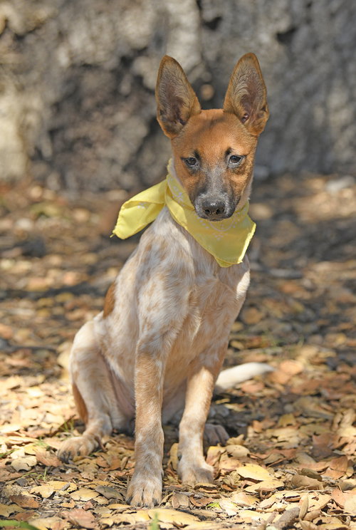Kiwi, a dog for adoption from Love All Animals