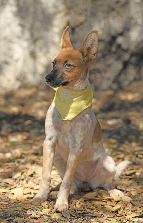 Photo 2 of Kiwi