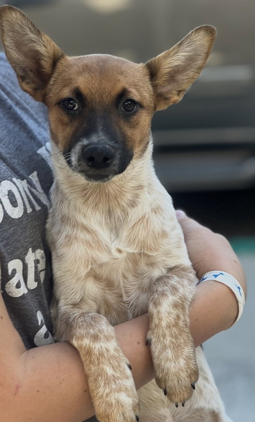 Photo 4 of Kiwi
