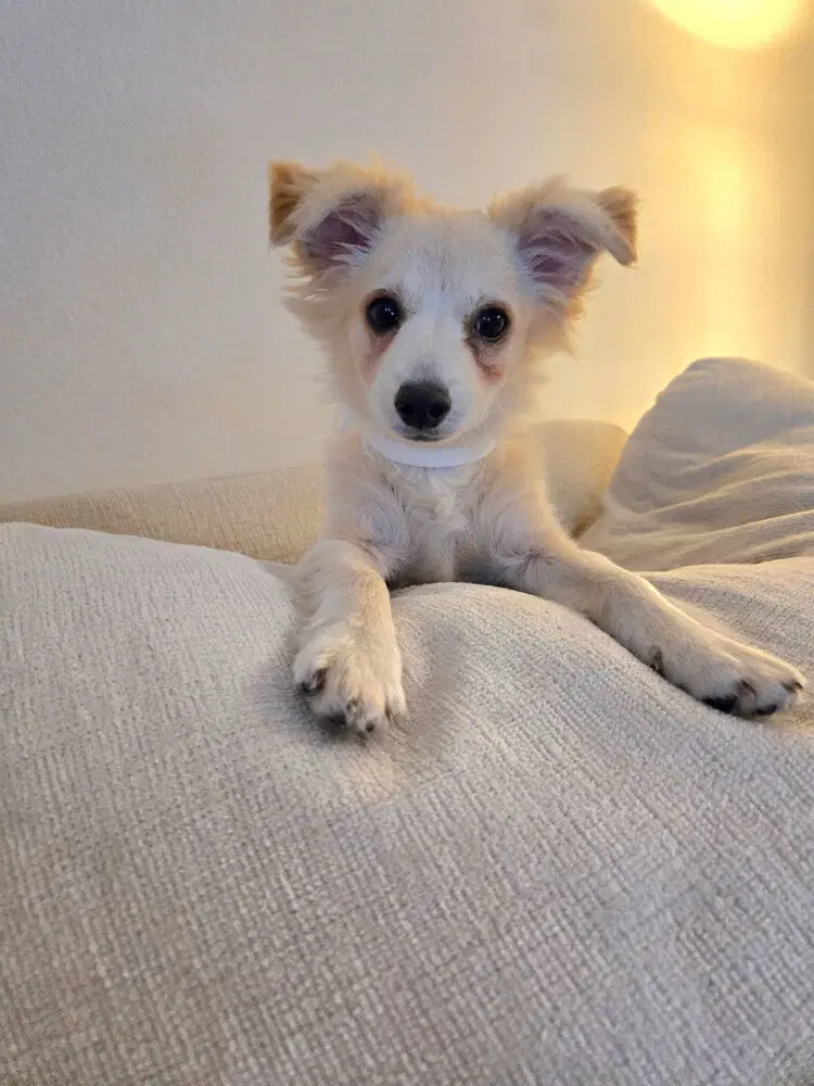 Marley - Pomeranian