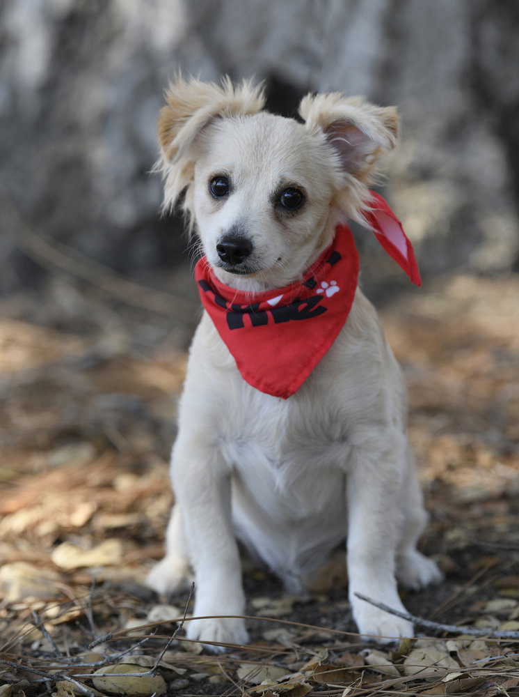 Marley, photo 4