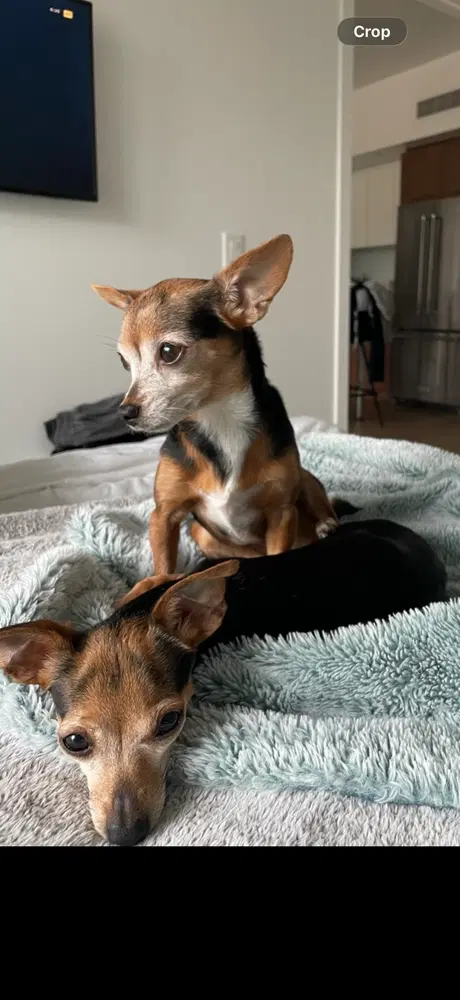 Kendall  Kylie - Chihuahua
