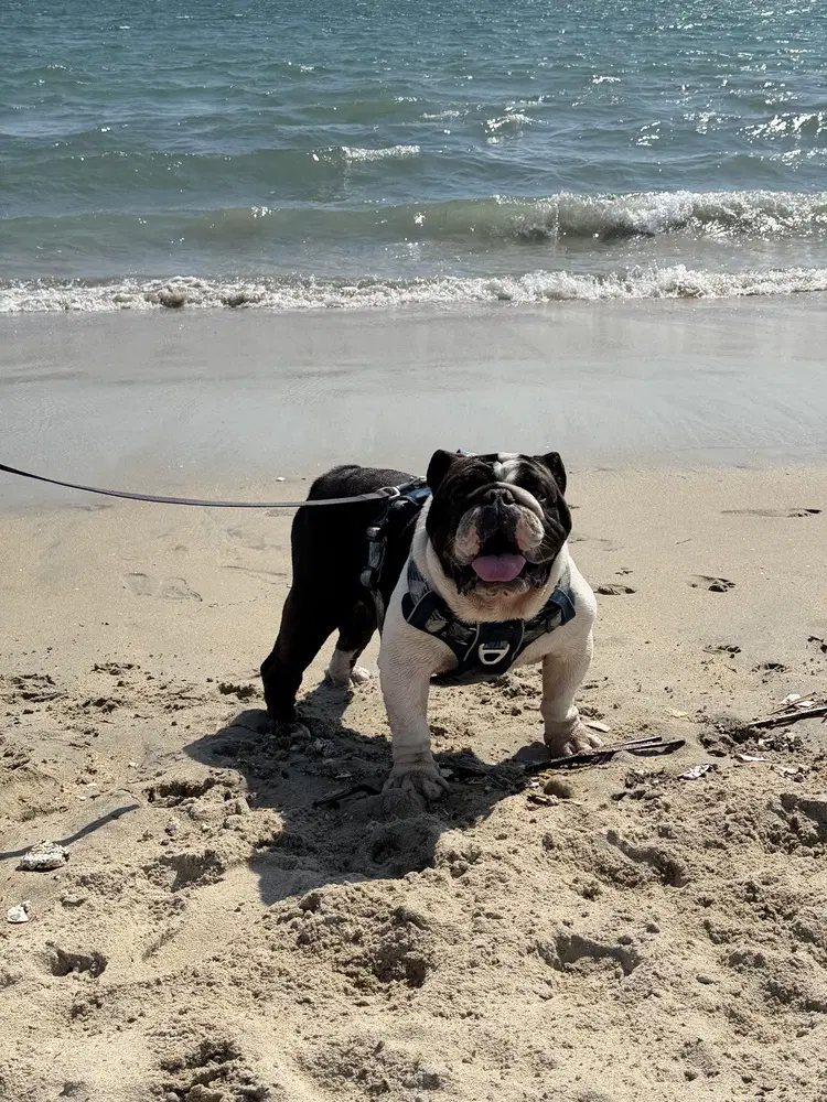 Churro - English Bulldog