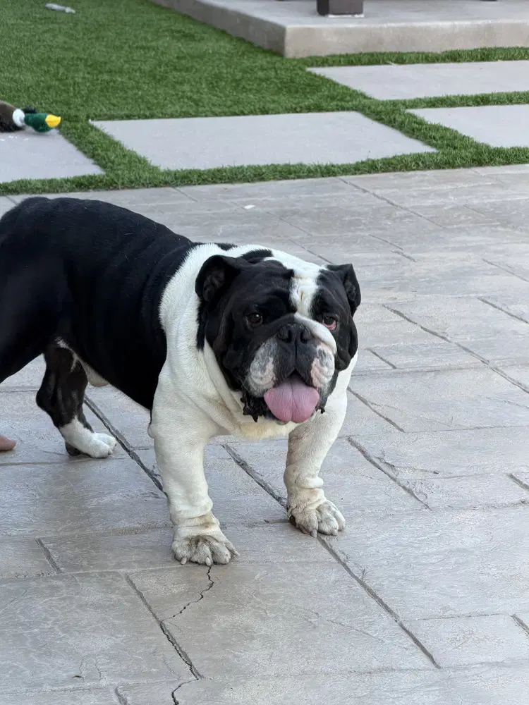 Churro image 2