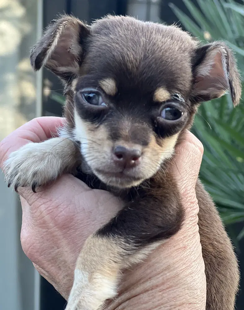 Ember - Chihuahua