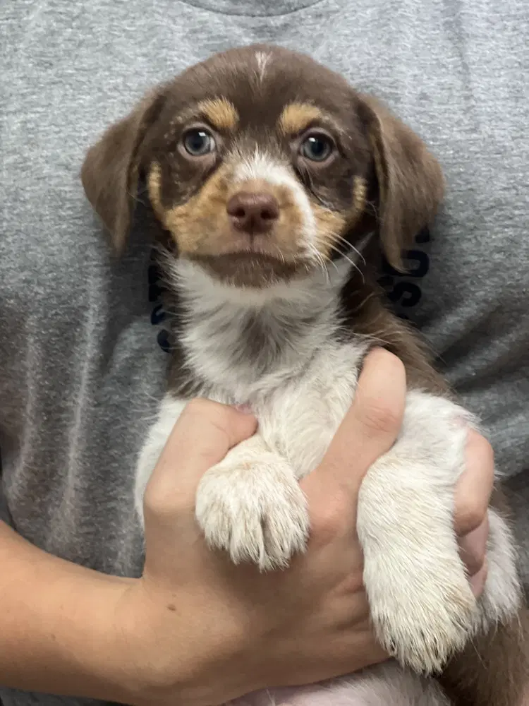 Tater - Terrier