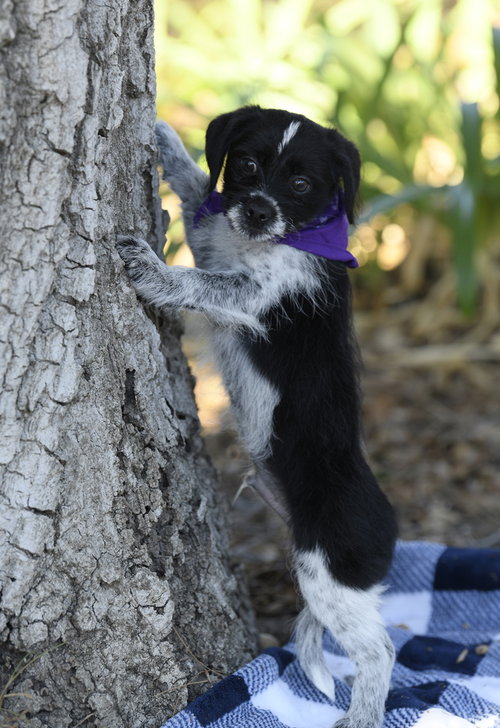 Rook, a dog for adoption from Love All Animals