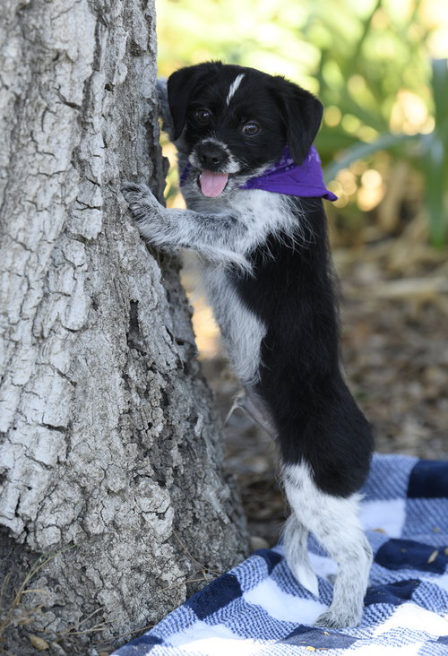 Photo 3 of Rook