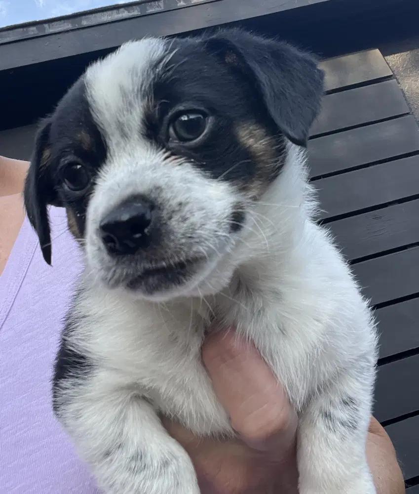 Tuck - Terrier