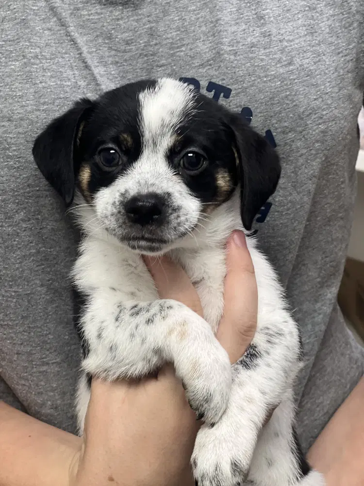 Tuck - Terrier