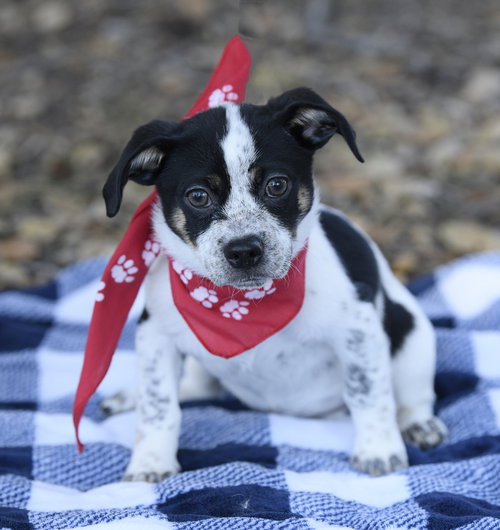 Tuck, a dog for adoption from Love All Animals