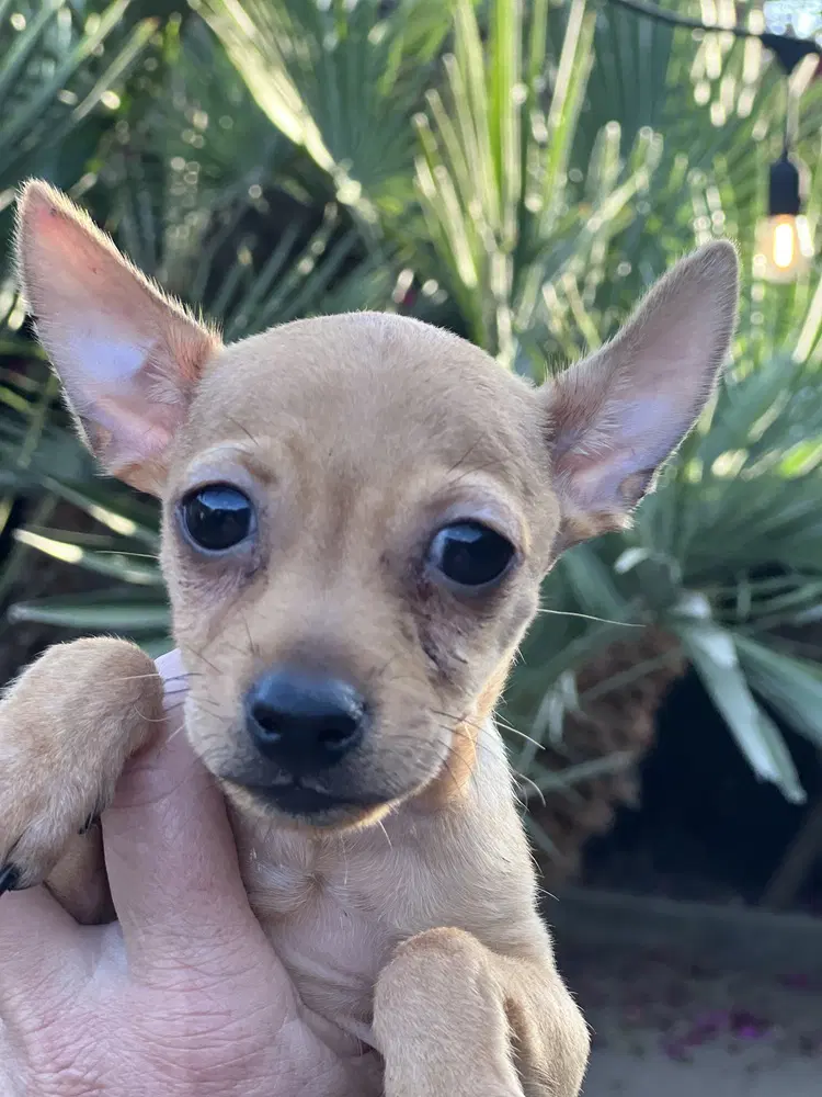 Scotty - Chihuahua