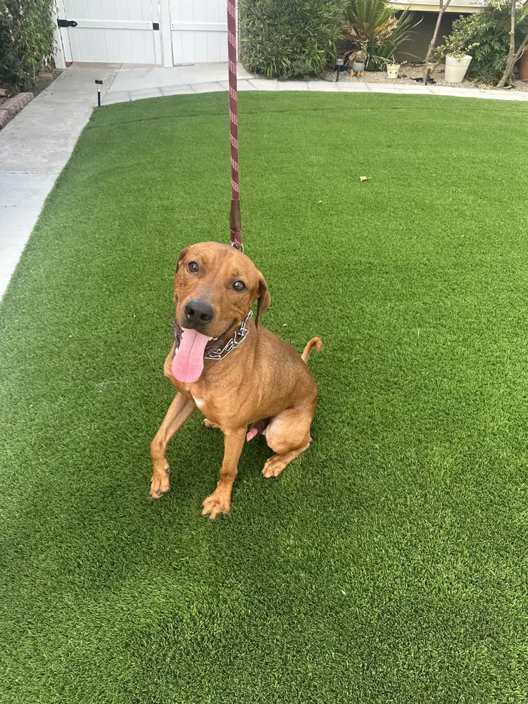 Mack - Vizsla