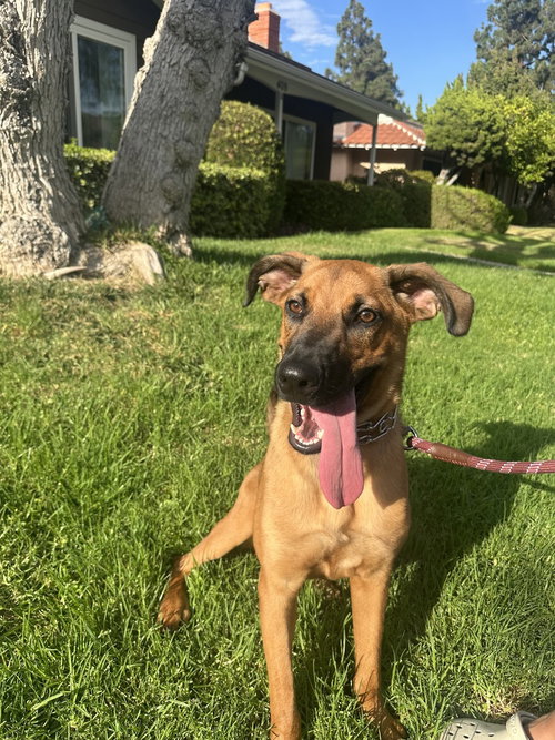 Rocky, a dog for adoption from Love All Animals