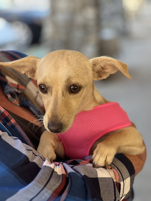 Sara, a dog for adoption from Love All Animals