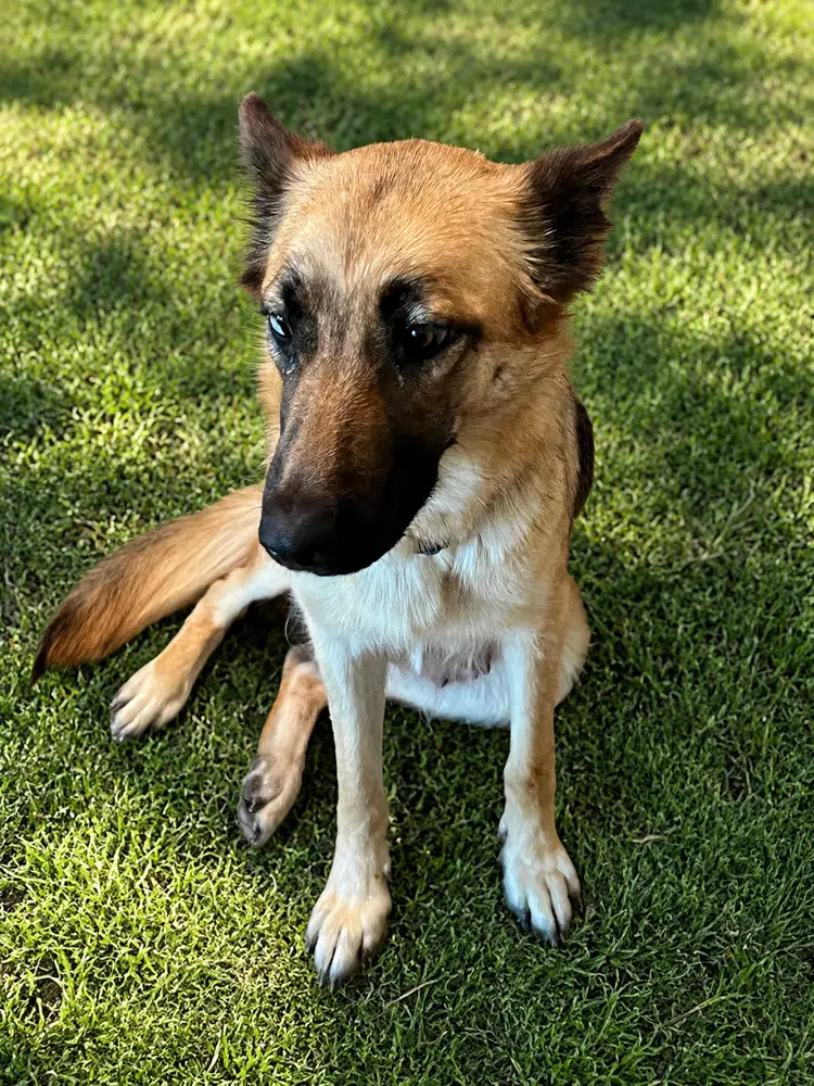 Mia - German Shepherd Dog