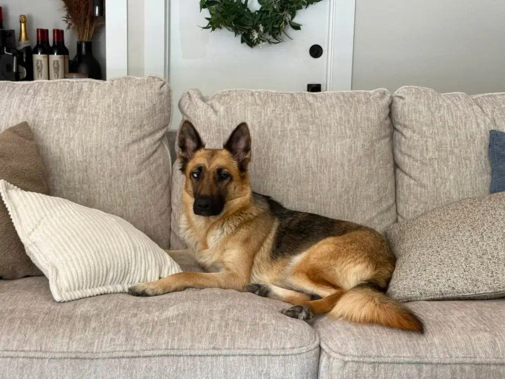 Mia - German Shepherd Dog