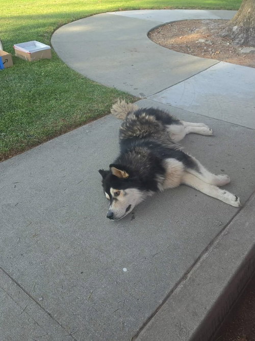 Denali, a dog for adoption from Love All Animals