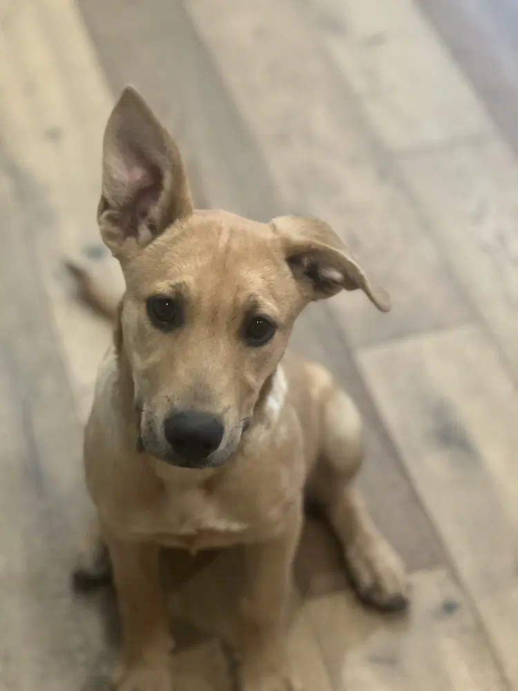 Vicky - Shepherd