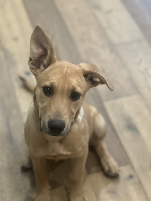 Vicky, an adoptable rescue dog