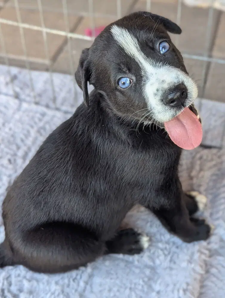 Memphis - German Shepherd Dog