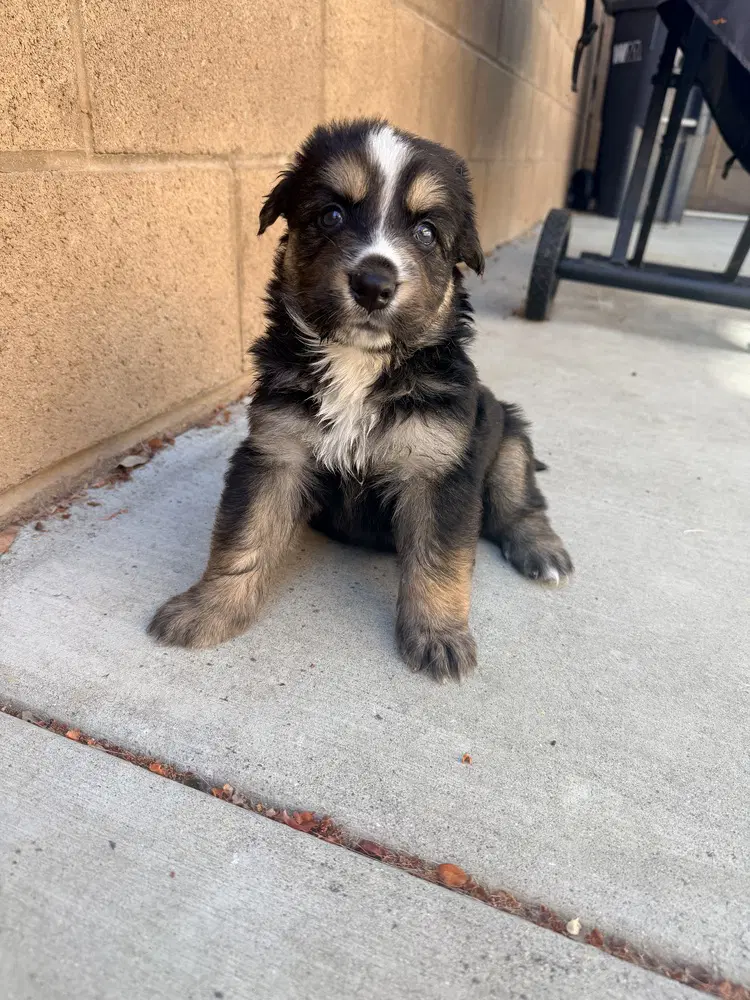 Murphy - German Shepherd Dog