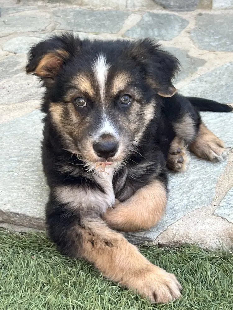 Murphy - German Shepherd Dog