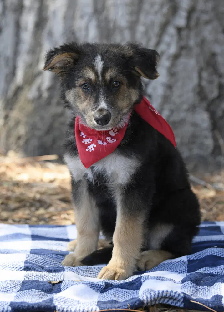 Murphy - German Shepherd Dog