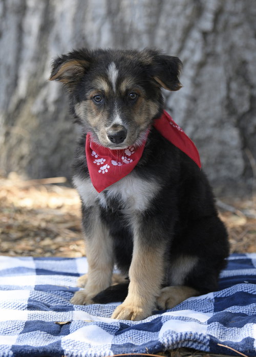 Murphy, a dog for adoption from Love All Animals