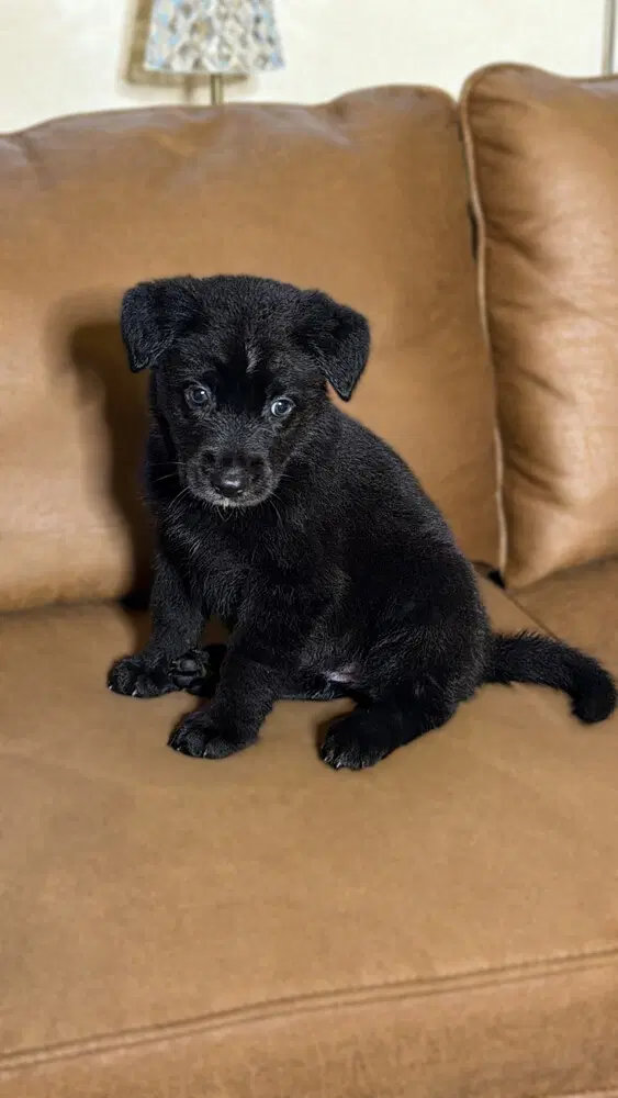 Moxie - German Shepherd Dog