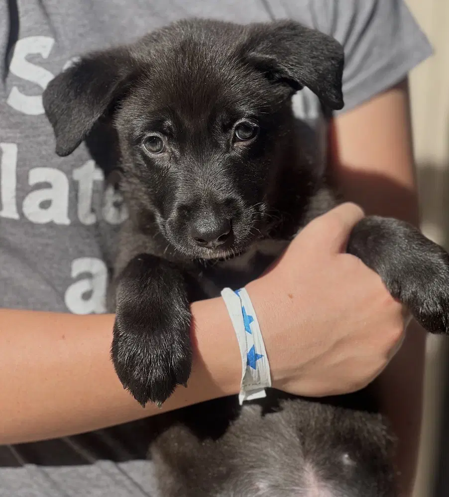 Moxie - German Shepherd Dog