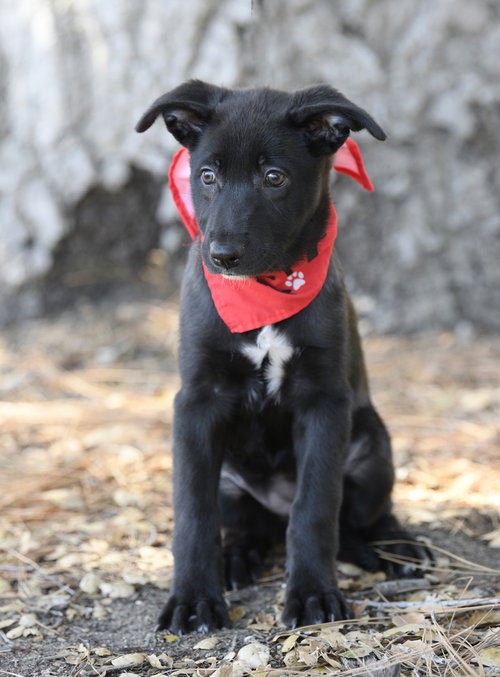 Moxie, a dog for adoption from Love All Animals