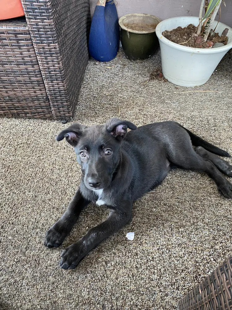 Moxie image 2